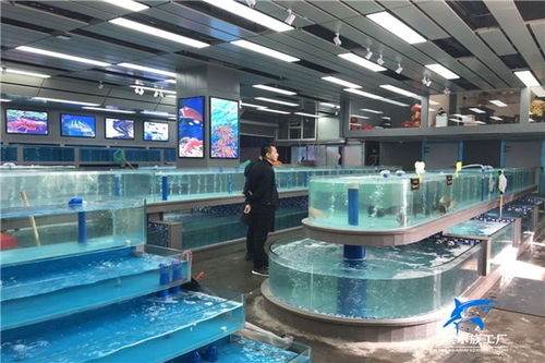 深耕品质与服务 桃江酒店水景定做为何青睐海鲨